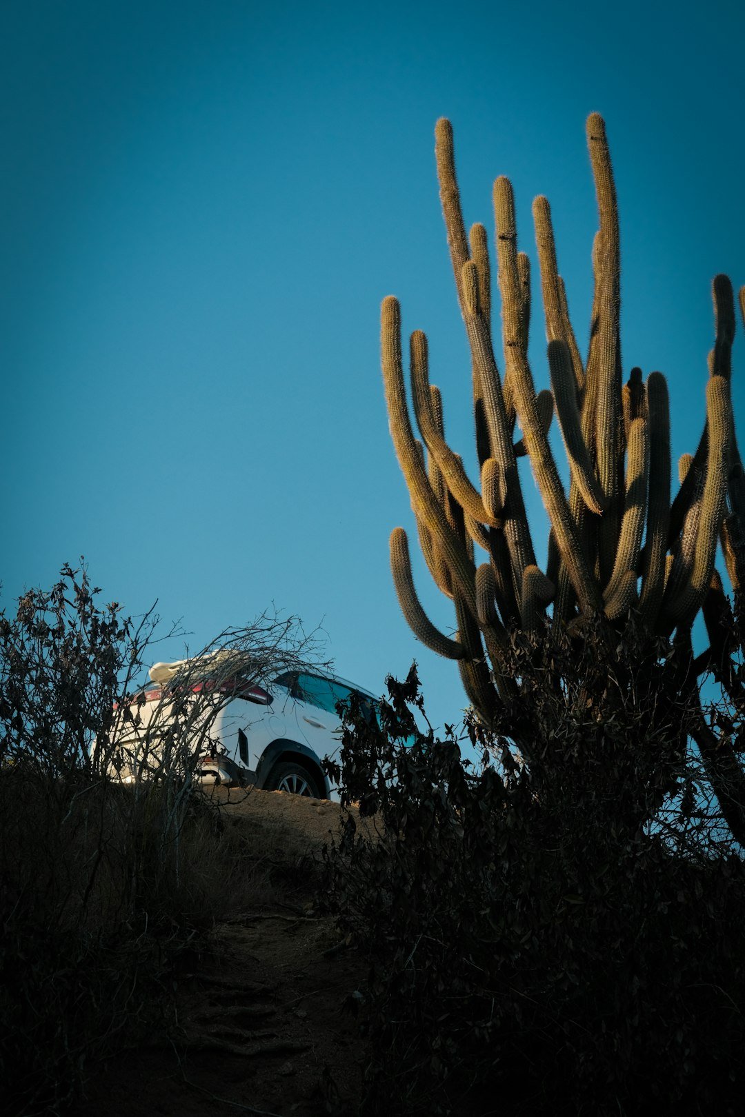 A white car stands beside a desert cactus.