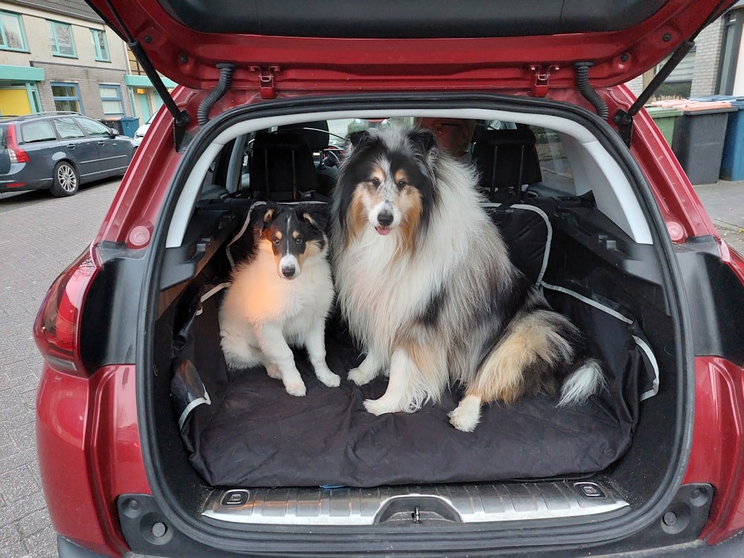 Two dogs sitting in the back of a car.
