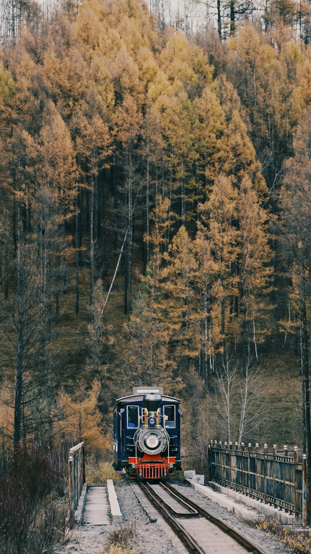 A vintage train travels through an autumn forest.