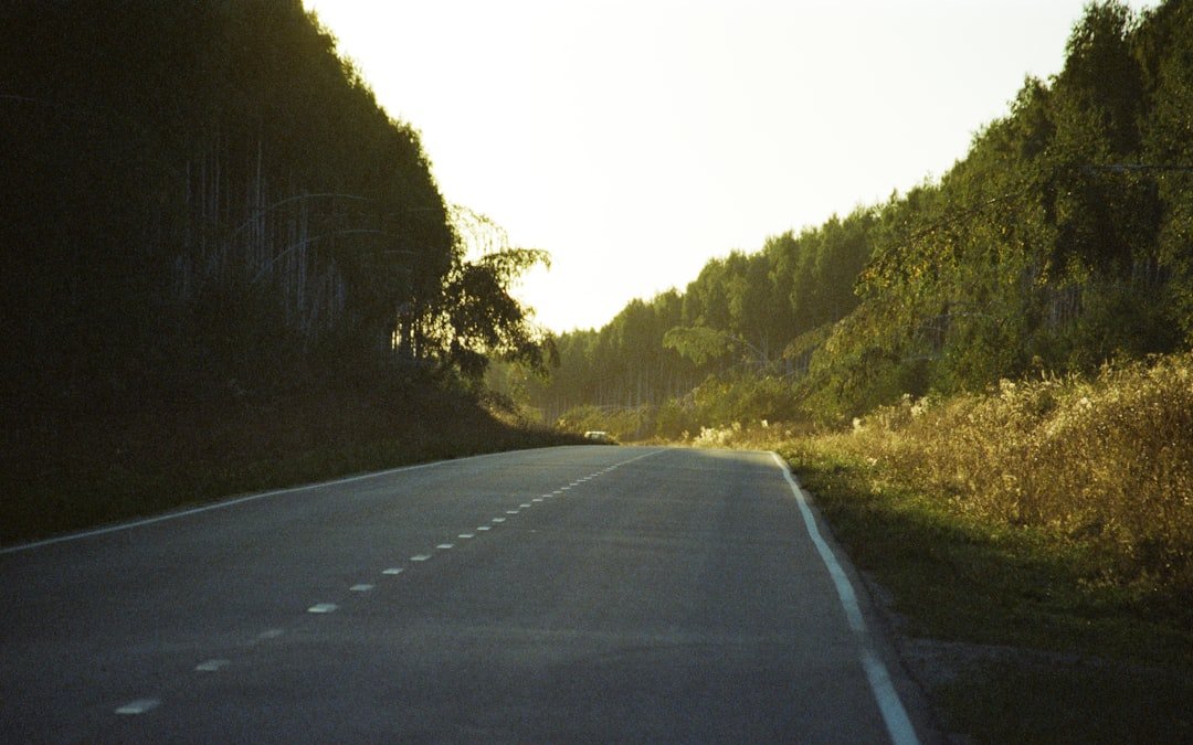 Empty asphalt road through a forest at sunrise