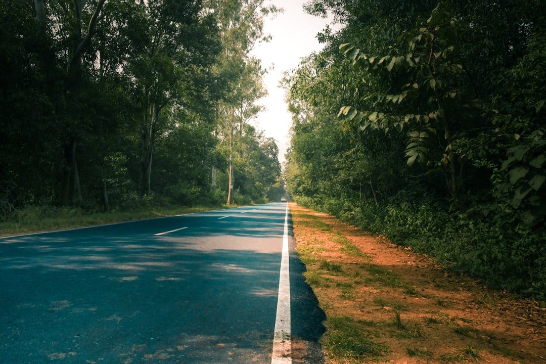 A paved road through a dense green forest.