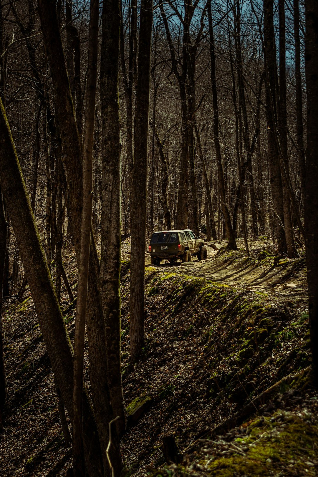 a jeep driving through a forest filled with trees