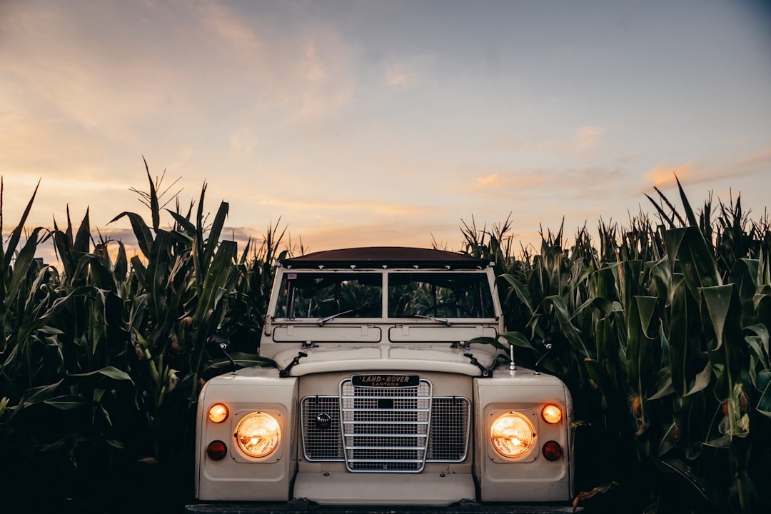 A white truck parked in the middle of a corn field