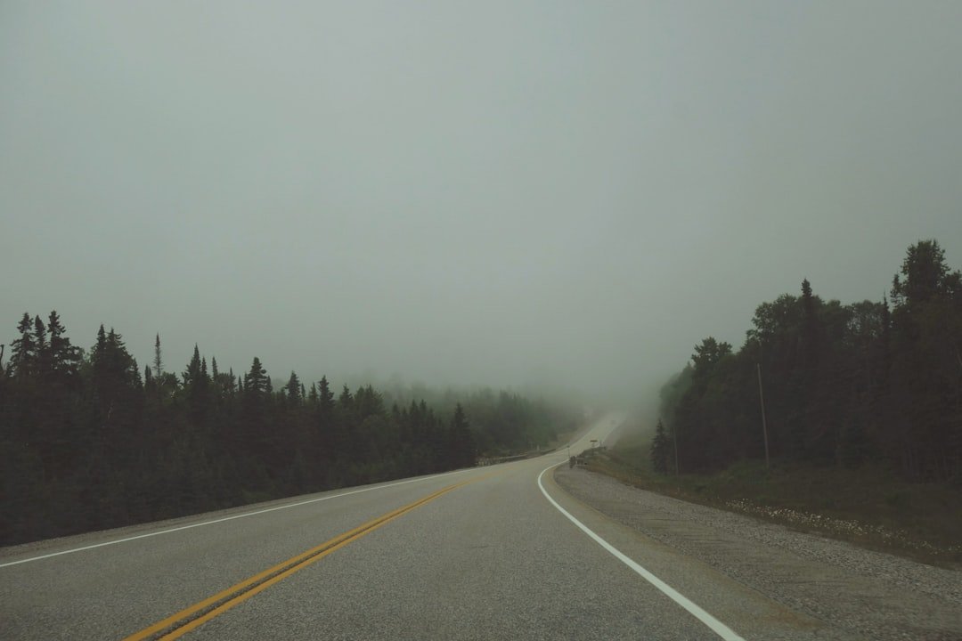 a foggy road with trees on both sides