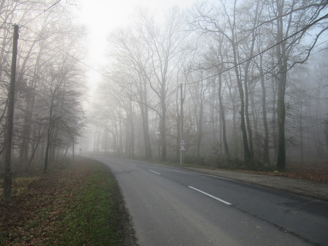 A road in the middle of a foggy forest