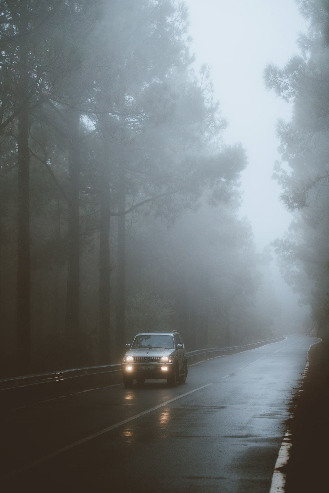 A vehicle drives on a wet road through foggy trees.