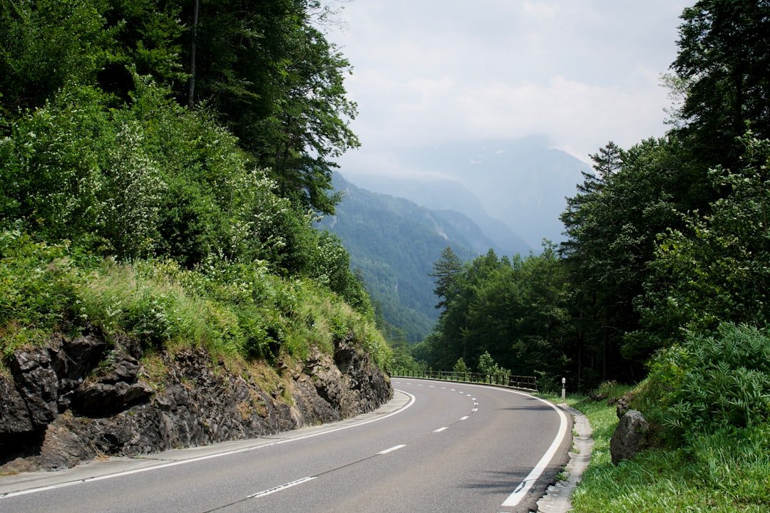empty road between plants and trees