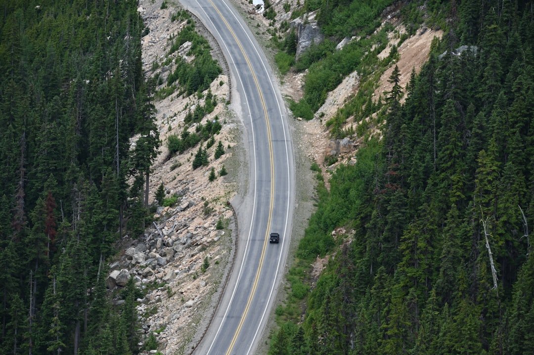 aerial view of road in the middle of green trees